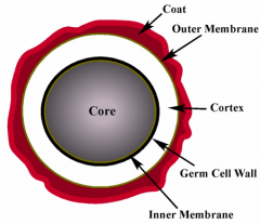 What are endospores?