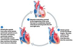The cycle of contraction and relaxation of heart


 


Diastole -> Atrial Systole -> Ventricular Systole


 


 


*Atrial systole (AV valves are open, SL valves are closed)


*Ventricular systole (AV valves are closed, SL valves are open)


 ...