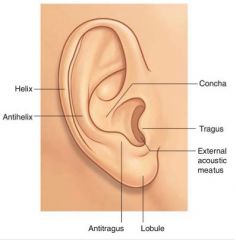 Function: selective reinforcement of the ways sounds of the most important frequencies in human life, and amplification of 10 Db. 


- Helix 
- Antihelix 
- Concha 
- Tragus 
- Antitragus 
- Lobule