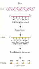 DNA
information can be copied to RNA for transcription and translation and carried
to other areas of the cell to create proteins (proteins are from summation of amino acids)