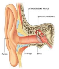 The external hear canal is 2.5 cm long and it is composed of a cartilaginous portion in the lateral 1/3 and a bony portion I the medial 2/3. It is quite similar to an S and of you want to performance good otoscopy you should drown upward and poste...