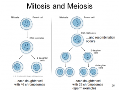 Meiosis has two rounds of genetic separation and cellular division whilemitosis only has one of each. In meiosis homologous chromosomes separate leading to daughter cells that are not genetically identical. In mitosis the daughter cells are i...
