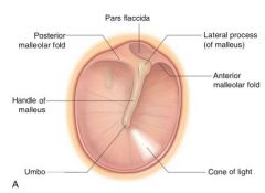 The tympanic membrane is 10mm long and 8 mm large. 


We can identify two portions: the pars tensa and pars flaccida. 
- The pars tensa is the stiff, vibrating portion of the tympanic membrane. 

It is possible to identify 3 layers of the pars ten...