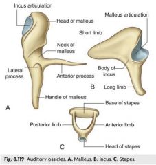The ossicles are the smallest bones of our body. 


- Malleus: head, neck, lateral process, anterior process, handle. 
The lateral process and handle are the ones which form the vertical visible portion at the level of the tympanic membrane. 


- ...