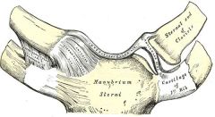 Ligaments of the Sternoclavicular Joint