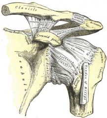 Ligaments of Acromioclavicular Joint
