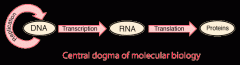 The Central Dogma of Molecular Biology
