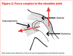 Abduction and internal rotation


NOT 80 duction and internal action


– Abduction and internal rotation of the shoulder places the supraspinatus tendon in a good position to apply US by exposing the tendon from under the acromion process