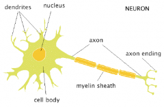smallest functional unit of the nervous system


I. Cell body (soma) – where info is integrated 
II. Dendrites – receptor segments (receive info)III. Axons – projecting segments (send info) 
IV. Synapses – where communication between two n...