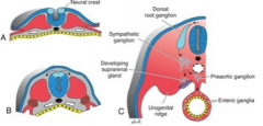 (along length of tube) give rise to cranial, spinal, and autonomic ganglia