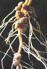 How are 
root nodules 
an example of symbiosis between plants and protists?