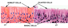 Explain what each of these cells does