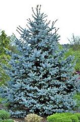 Com. name: blue spruce