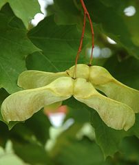Genus: Acer
Trivial: platanoides
Family: Sapindaceae