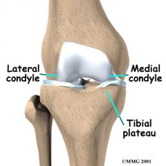Participate in the knee joint