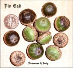 Genus: Quercus
Trivial: palustris
Family: Fagaceae