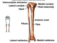Begins at the tibial tuberosity and extends along the surface