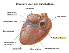 Drains deoxygenated blood from R Atria & R Ventricle