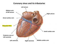 Drains deoxygenated blood from all cardiac veins