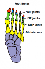 Identified by I-V starting from medial to lateral