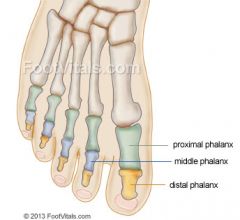 Proximal, middle, and distal except the hallux (big toe)