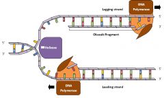 - DNA Replication 

 - Responsible for the elongation of the leading and lagging strand

- Reads lagging/parental in the 3’ → 5’, adding nucleotides to the growing strand in the 5’→ 3’ (antiparallel) direction