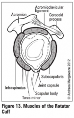 Axillary view: humeral head is anterior; trans-scapular/scapular Y view: humeral head is anterior to the centre of the "Mercedez-Benz sign"