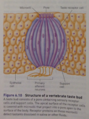 apical surface of the taste cell is folded into numerous microvilli, which contain the receptors + ion channels that mediate the transduction of the taste signal.