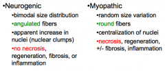 - Random size variation
- ROUND fibers
- Centralization of nuclei
- Necrosis, regeneration ± fibrosis, inflammation