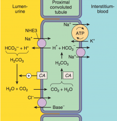 Lumen side - NHE3, Cl-/base- transporter, glucose/Na cotransporter
 
Interstitial side - Na/K ATPase, bicarbonate/Na cotransporter 