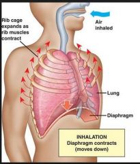 the thoracic diaphragm and intercostal muscles contract, the diaphragm moves
down, the thoracic volume increases, the pressure decreases and air is drawn into the
lungs.