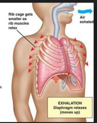 the muscles relax, the diaphragm moves upwards, the thoracic volume decreases, the thoracic pressure increases and the lungs deflate.