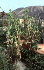 wilting, necrosis, stem canker, birds-eye spot on tomato plants