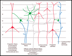 local intrinsic neurons- connect diff layers

corticofugal- go to subcortical areas, brainstem, & spinal cord

corticopetal- from the thalamus to layer 5