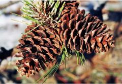 a type of tree that produces cones and evergreen needles 