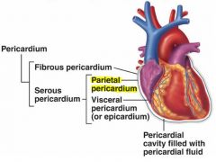 (outermost layer of pericardial sac/pericardium)