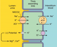 Na/K/2Cl = NKCC2 = NK2Cl


K redistribution to the lumen creates a + gradient and helps the paracellular movement of Mg/Ca