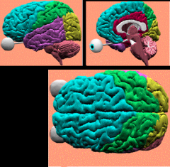 frontal= teal
-separated from parietal lobe by central sulcus & temporal by lateral fissure

parietal= green
-posterior to central sulcus, above lateral fissure, parieto-occipital sulcus

occipital= yellow

temporal= purple