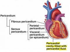 Space in between the parietal pericardium & the visceral pericardium containing serous fluid