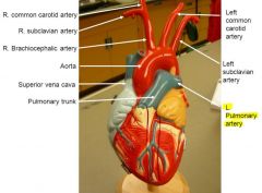 R & L pulmonary arteries