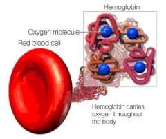 Heomglobin is a protein made of 4 subunits (2 alpha and 2 beta) each subunit contains a heme molecule that contains an iron ion which can bind oxygen.
 In binding, oxygen temporarily and reversibly oxidizes (Fe2+) to (Fe3+)
therefor, one hemoglo...