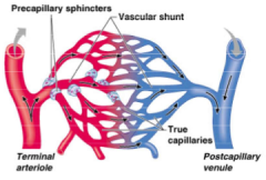 A capillary bed

Directly connects an arteriole to a venule