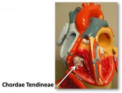 Cord-like tendons that connect papillary muscles to atrioventricular valves to prevent their prolapse