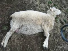 What are signs of clostridium sordelli in live sheep?