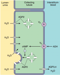 Vasopressin receptors - G protein coupled

Inserts AQP2 = aquaporin 2 into the apical membrane and allows for H2O resorption

