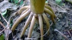 Prop roots on corn plant (Maize)
Grow downward from the node, then bury into the ground