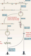 The small particle head is not big enough to hold the original phage genome but now big enough to hold the SaPI genome

One way of hijacking the phage particle