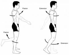 Straightening movement that increases the angle between body parts. When a joint can move forward or backward, extension refers to movement in the posterior direction.