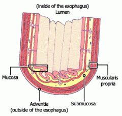 ~25cm long, leads through diaphragm to stomach
Mucosa
    -    Stratified squamous epithelium
    -    Below diaphragm (~2cm) lined by columnar epithelium
        = oesophago-gastric junction
    -    Well defined lamina propria and muscularis muc...