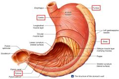 Reservoir and digestive organ
	4 anatomical regions:
	    -    Cardia
	    -    Fundus
	    -    Body (Corpus)
	    -    Pylorus
	
	Mucosa
	Muscularis mucosae - circular & longitudinal muscle fibres
	
	Muscularis externa
	3 muscle layers:
	    -  ...